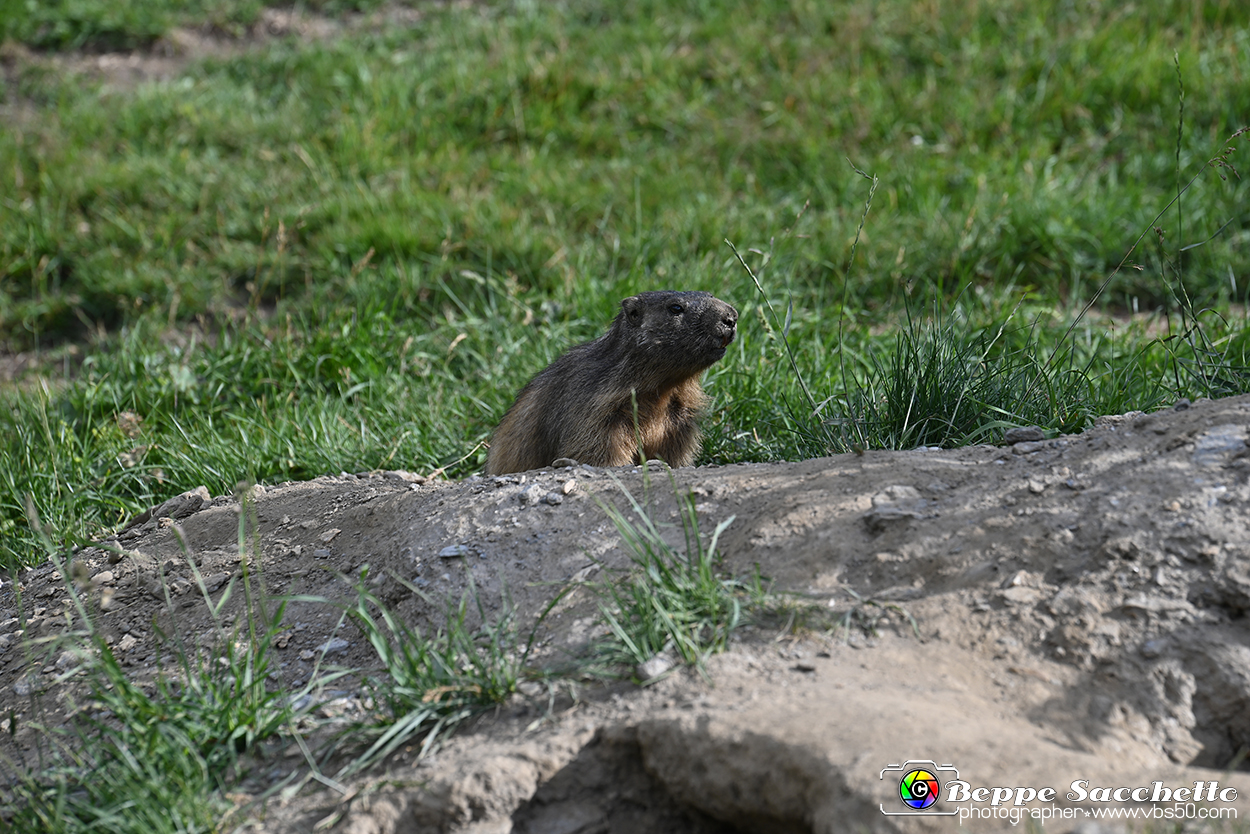 VBS_1 -  Plateau du Mont-Cenise, Grand Croix, Marmotte_-_0086 mt.jpg